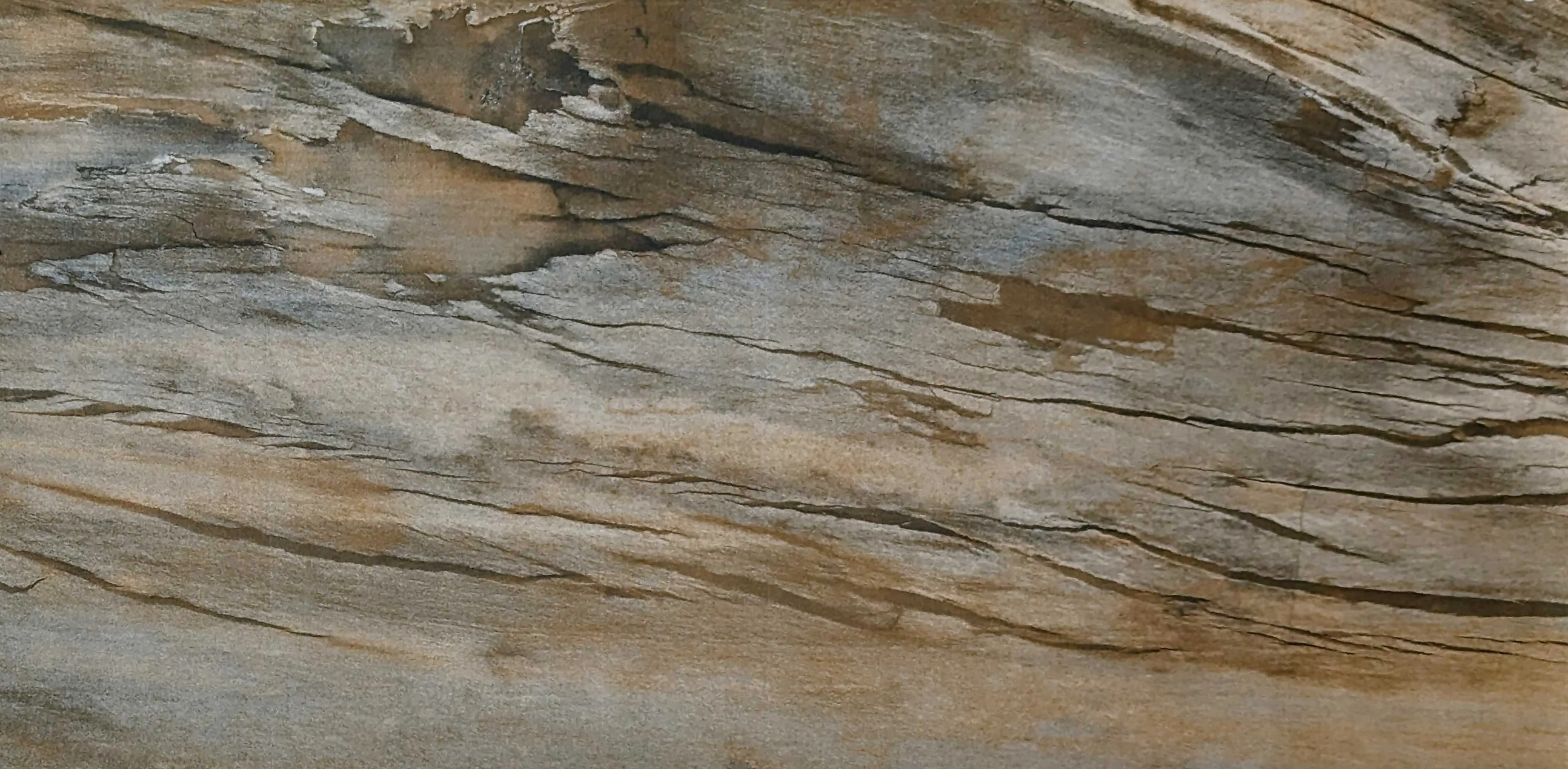 FOSSIL NUT MT
